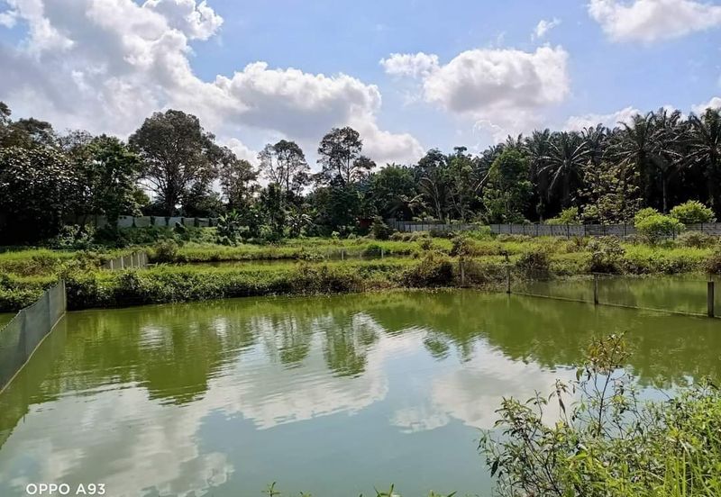 Plentong Fish Farm for Sale (Zoning Residential)
