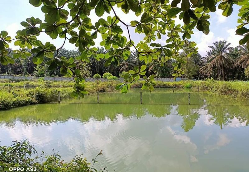 Plentong Fish Farm for Sale (Zoning Residential)