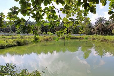Plentong Fish Farm for Sale (Zoning Residential)