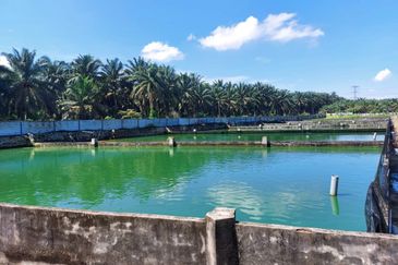 Plentong Fish Farm for Sale (Zoning Residential)
