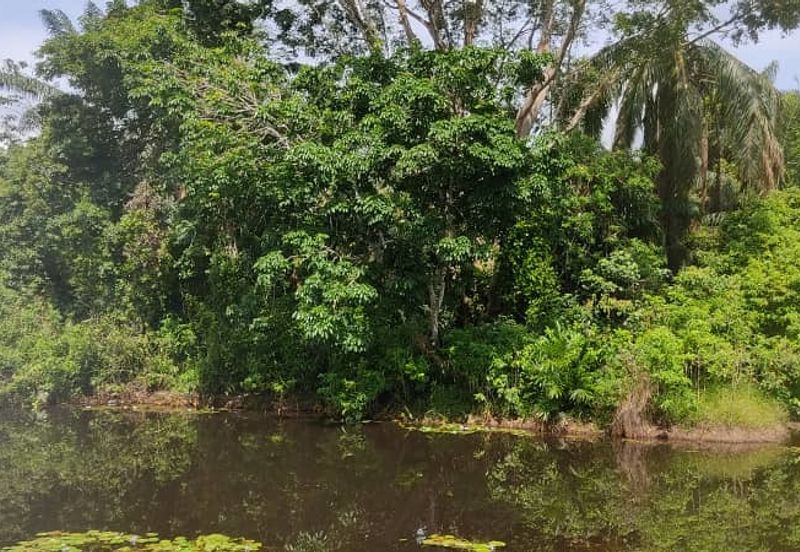 Batu Pahat Pt Asam Kumbang Agriculture Land