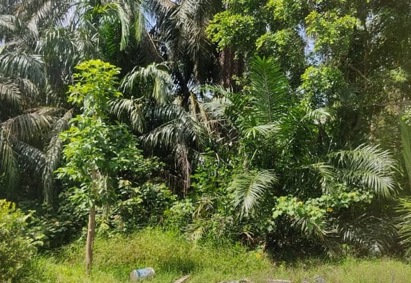 Batu Pahat Pt Asam Kumbang Agriculture Land