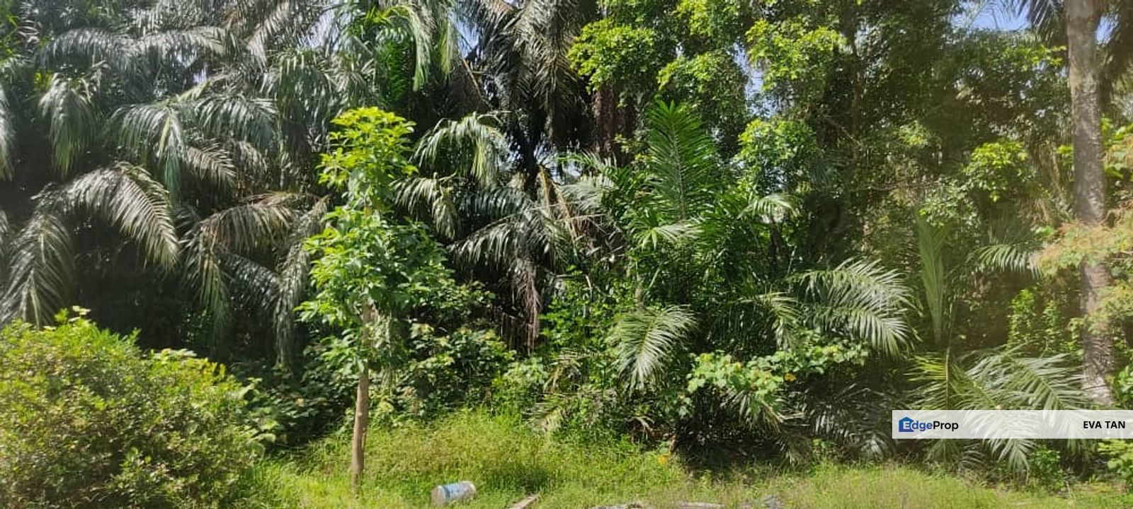 Batu Pahat Pt Asam Kumbang Agriculture Land, Johor, Batu Pahat