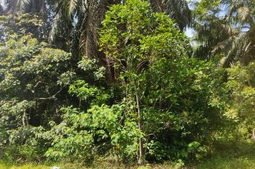 Batu Pahat Pt Asam Kumbang Agriculture Land