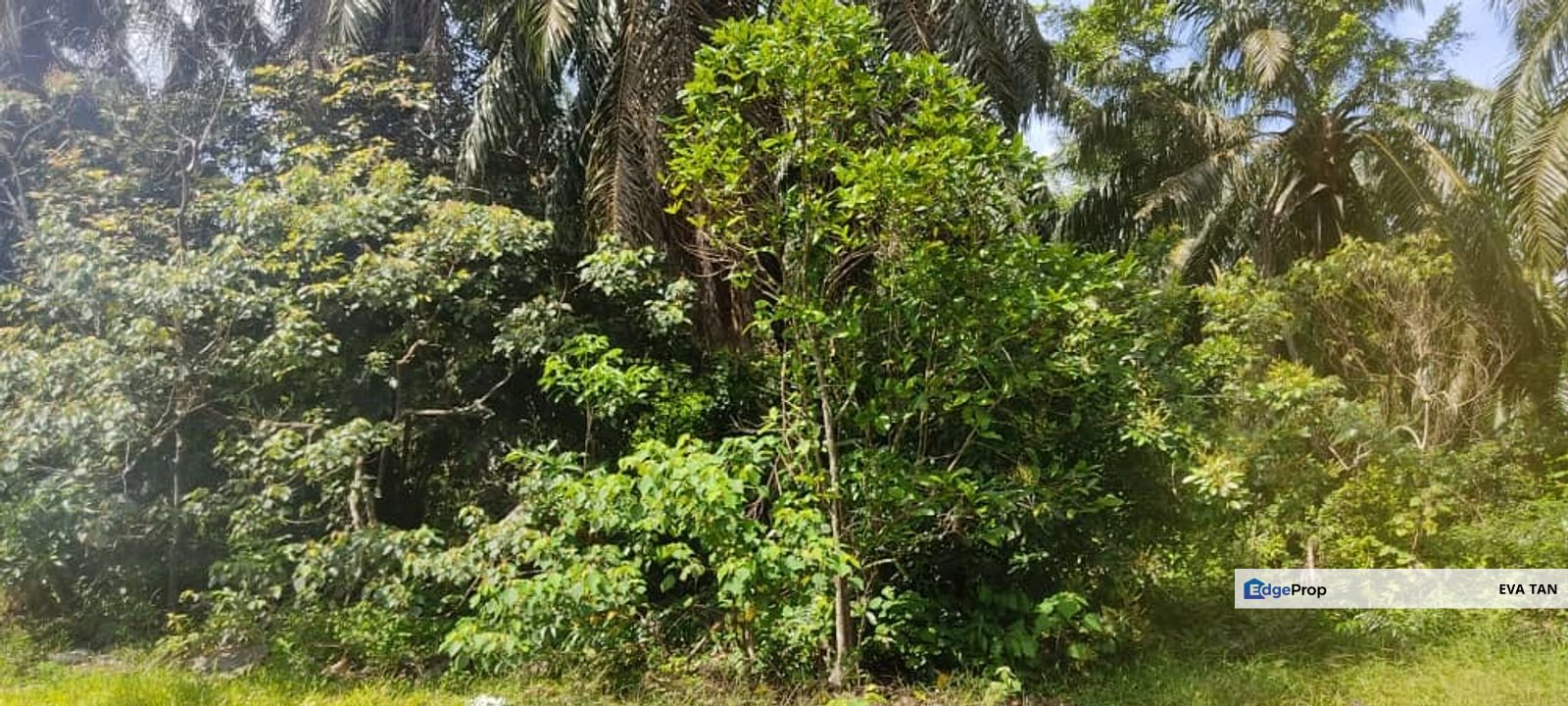 Batu Pahat Pt Asam Kumbang Agriculture Land, Johor, Batu Pahat