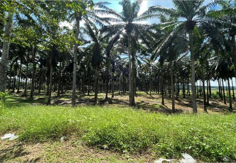 Senai Zoning Industrial Land