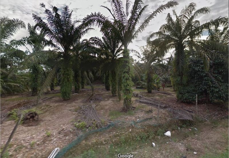 Pekan Nanas Agriculture Land