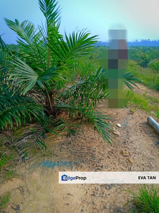 Machap Agriculture Land, Johor, Kluang