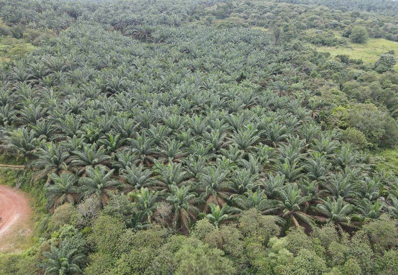 Senai Industrial Land