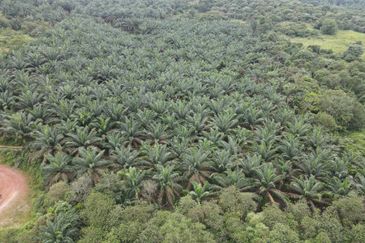 Senai Industrial Land