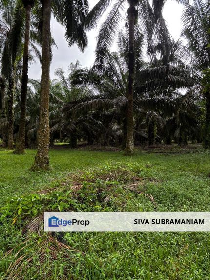 Agricultural cum Industrial Land Seelong,Senai , Johor, Senai