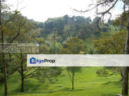 4.5 acres @ Janda Baik, Other, 