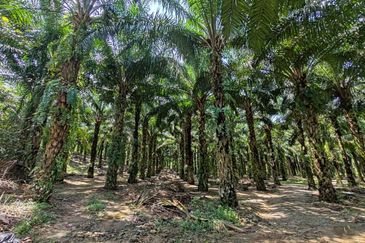 Bandar Utama Batang Kali