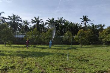Johor Kluang Jalan Kampong Melayu Agriculture Land with Durian Farm For Sale