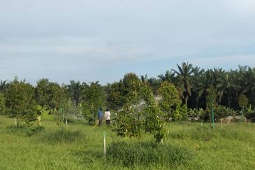 Johor Kluang Jalan Kampong Melayu Agriculture Land with Durian Farm For Sale
