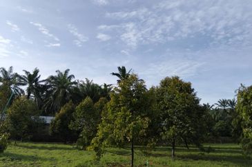 Johor Kluang Jalan Kampong Melayu Agriculture Land with Durian Farm For Sale