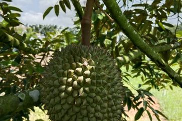 Johor Kluang Jalan Kampong Melayu Agriculture Land with Durian Farm For Sale