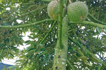 Johor Kluang Jalan Kampong Melayu Agriculture Land with Durian Farm For Sale