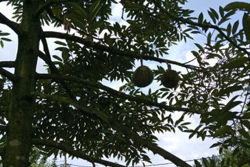 Johor Kluang Jalan Kampong Melayu Agriculture Land with Durian Farm For Sale