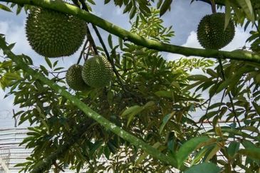 Johor Kluang Jalan Kampong Melayu Agriculture Land with Durian Farm For Sale