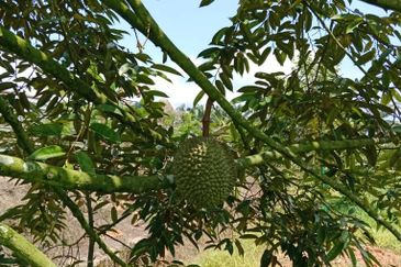 Johor Kluang Jalan Kampong Melayu Agriculture Land with Durian Farm For Sale