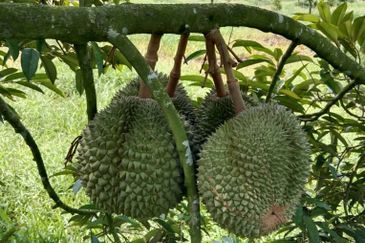 Johor Kluang Jalan Kampong Melayu Agriculture Land with Durian Farm For Sale