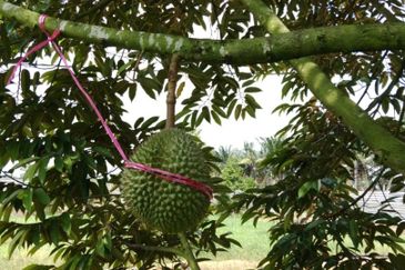 Johor Kluang Jalan Kampong Melayu Agriculture Land with Durian Farm For Sale