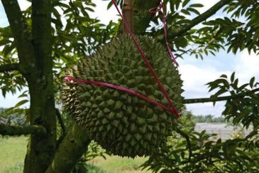 Johor Kluang Jalan Kampong Melayu Agriculture Land with Durian Farm For Sale