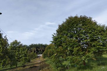 Johor Kluang Jalan Kampong Melayu Agriculture Land with Durian Farm For Sale