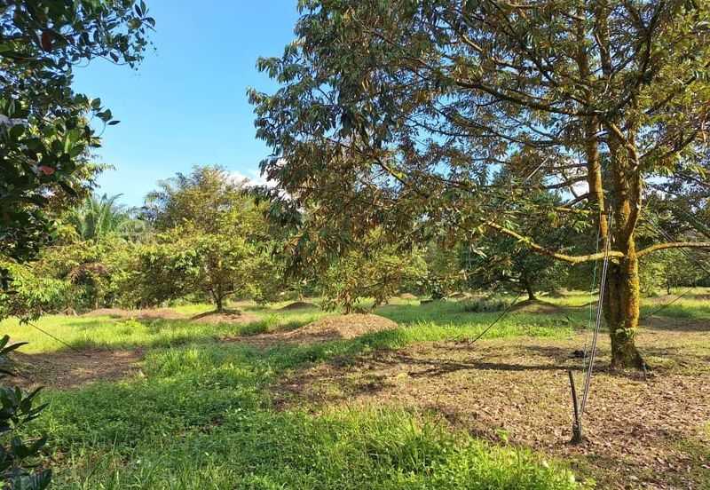 Ulu Bernam Timur Perak Durian Plantation Agriculture Land For Sale