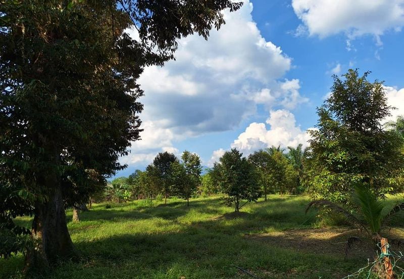 Ulu Bernam Timur Perak Durian Plantation Agriculture Land For Sale