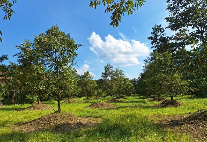Ulu Bernam Timur Perak Durian Plantation Agriculture Land For Sale