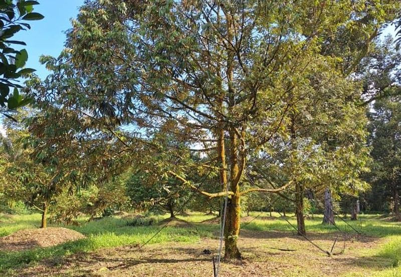 Ulu Bernam Timur Perak Durian Plantation Agriculture Land For Sale