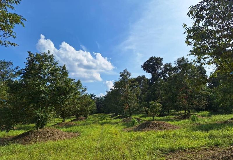 Ulu Bernam Timur Perak Durian Plantation Agriculture Land For Sale