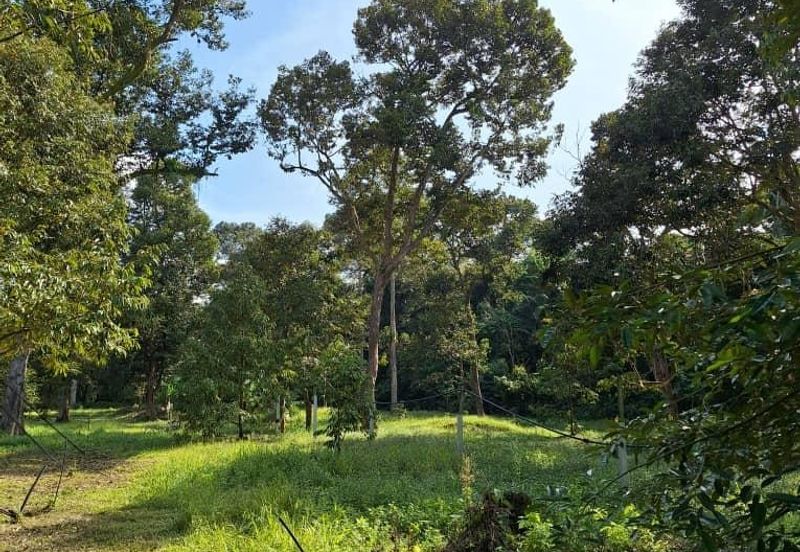 Ulu Bernam Timur Perak Durian Plantation Agriculture Land For Sale