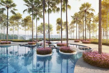 Cyperus @ Tropicana Gardens