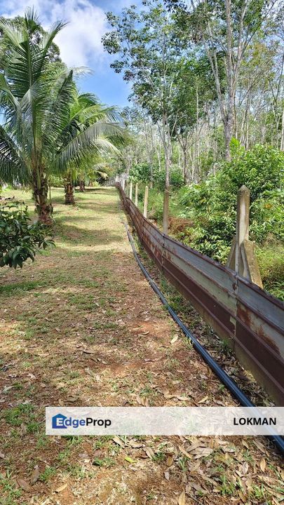 KEBUN DURIAN SEGAMAT, JOHOR, Johor, Segamat