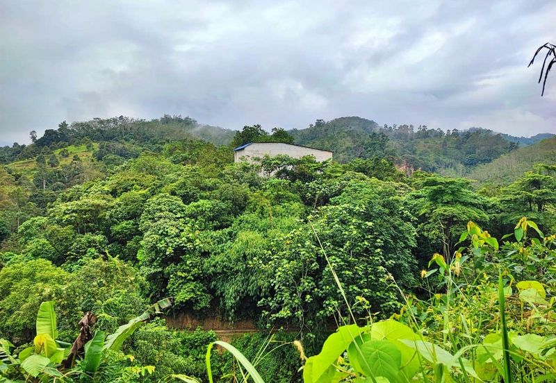 (16.2 Acres) Kuala Perting Bentong Pahang