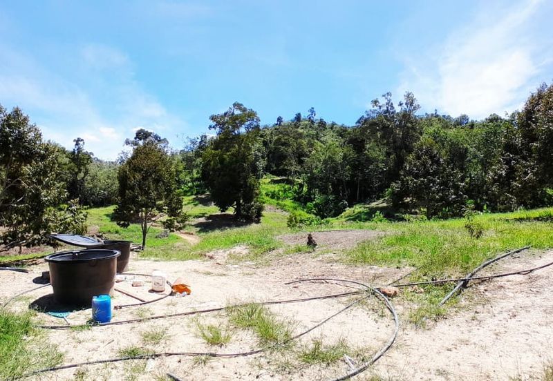 100 acres agricultural land with single title