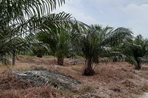 Agricultural Land For Sale In Jenjarom Selangor Edgeprop My