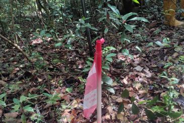 Bandar Baru Pasir Mas