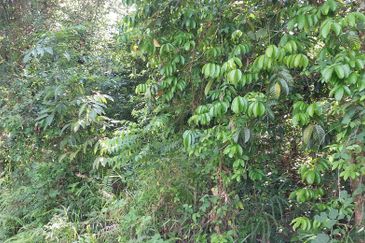 Tanah Pertanian untuk dijual di Tanah Merah Kelantan