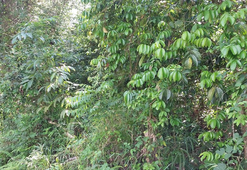 Tanah Pertanian untuk dijual di Tanah Merah Kelantan