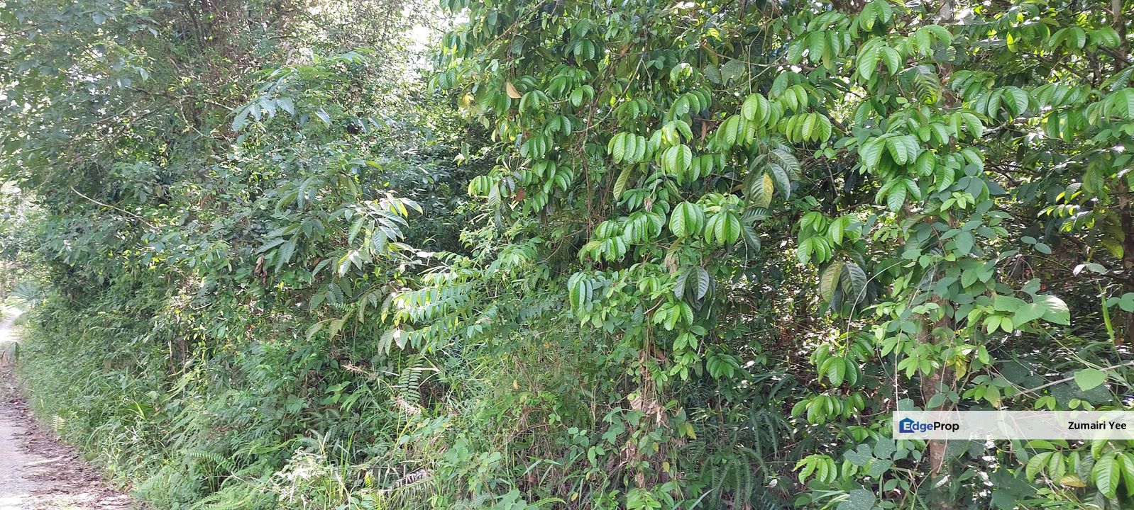 Tanah Pertanian untuk dijual di Tanah Merah Kelantan, Kelantan, Pasir Mas