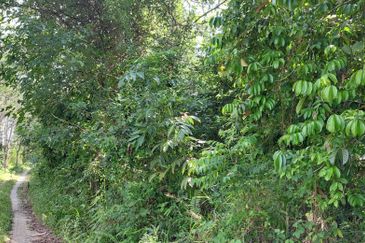 Tanah Pertanian untuk dijual di Tanah Merah Kelantan