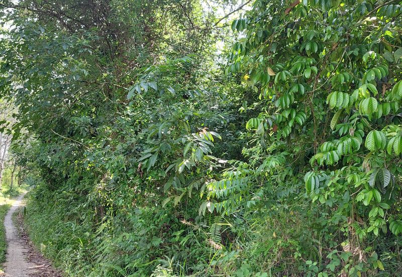 Tanah Pertanian untuk dijual di Tanah Merah Kelantan