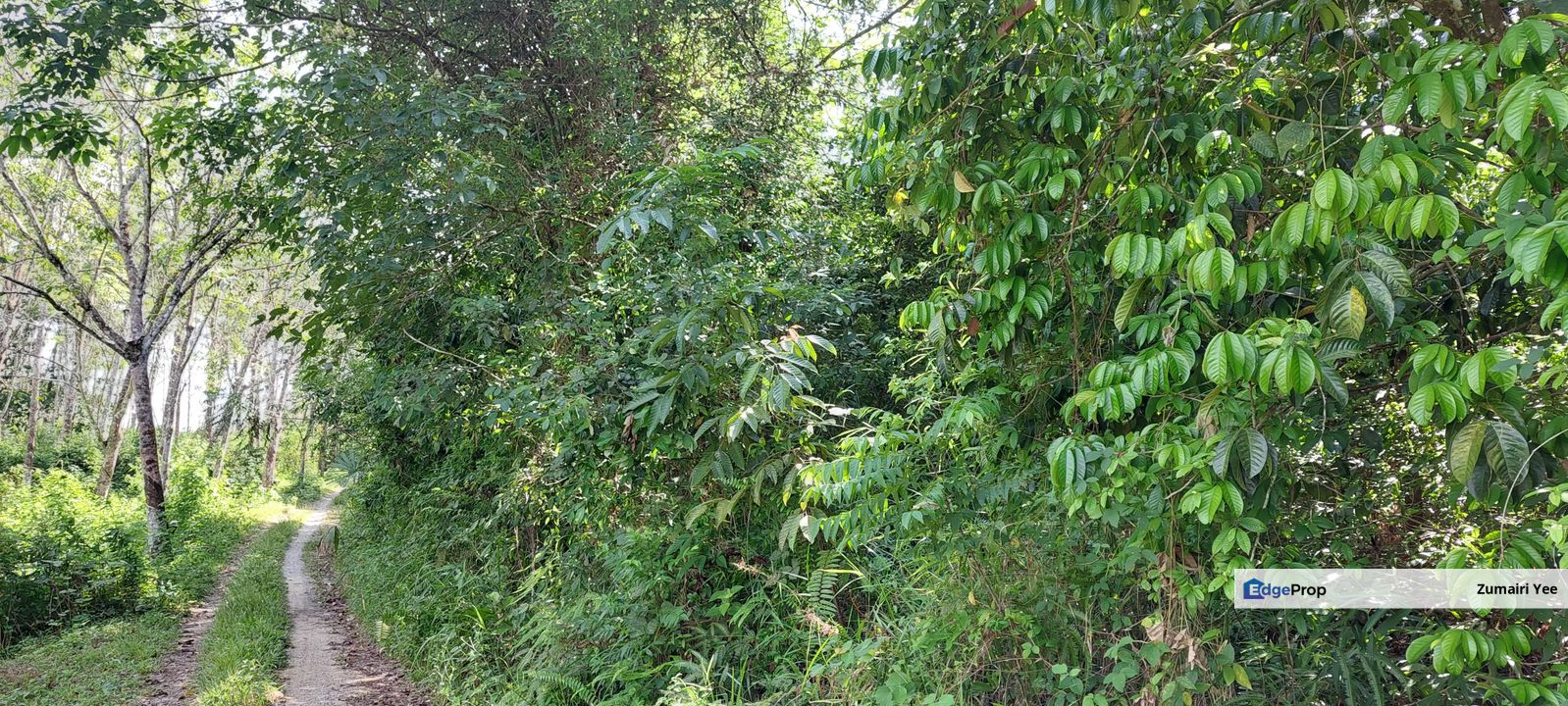 Tanah Pertanian untuk dijual di Tanah Merah Kelantan, Kelantan, Pasir Mas