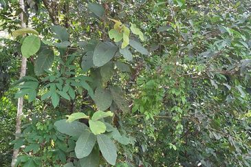 Tanah Pertanian untuk dijual di Tanah Merah Kelantan