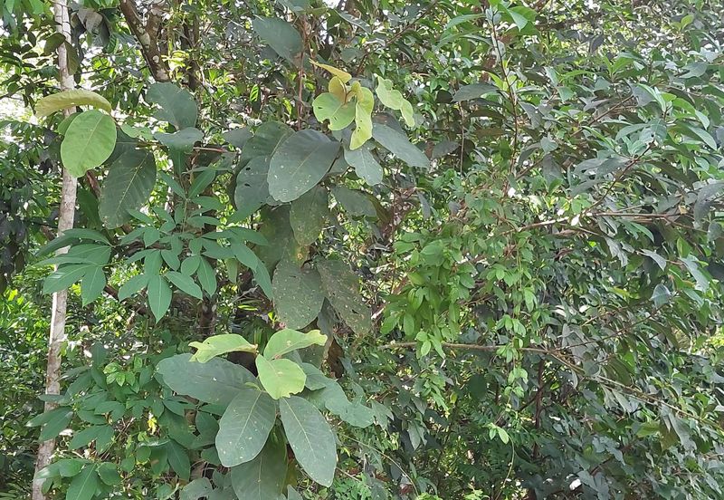 Tanah Pertanian untuk dijual di Tanah Merah Kelantan