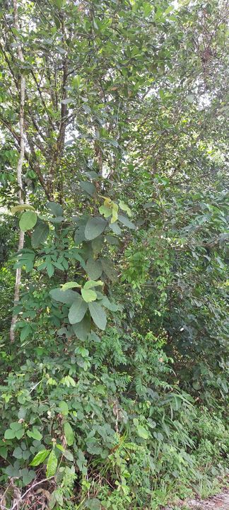 Tanah Pertanian untuk dijual di Tanah Merah Kelantan, Kelantan, Pasir Mas